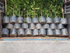 10/8 /2019 500 cây lộc vừng về cẩm mỹ