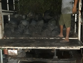 20/8/2019 giao 400 cây bàng đài loan 2,5 cm 3cm