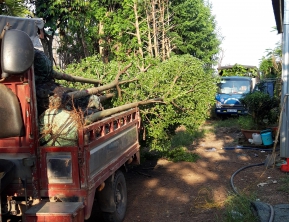 12/9 /2019 giao bàng đài loan 9cm và dầu 7cm