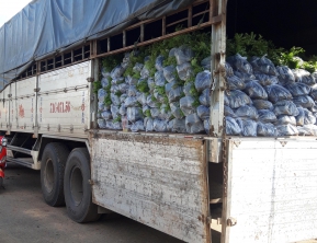 20/10/ 2019 giao 2 vạn lim xẹt về ninh thuận