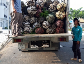 23/10/2019 giao 100 cây sala đường kính 10 cm 12cm về đức hòa , long an