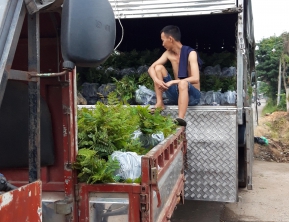 5/11/ 2019 Giao 17000 cây lim sẹt giống về ninh thuân
