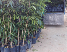 4/12/2019 giao 300 xà cừ giông về miền tây