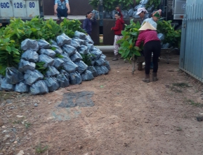 9/12/2019 giao 5000 cây dầu rái về vĩnh cữu đồng nai