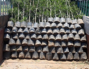 1/4/2020 giao 2200 bàng đài loan 1m5 về hà nội