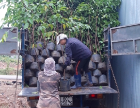 15/4 /2021 500 sao đen 2m5 , 3m giao khách