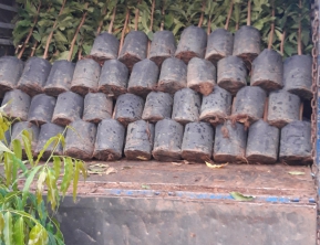 30/6/2021 giao 500 cây lộc vừng cao 1m2 1m5 giao về miền tây