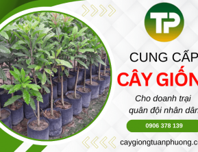 Cây giống Tuấn Phượng – Cung cấp cây giống cho doanh trại quân đội nhân dân
