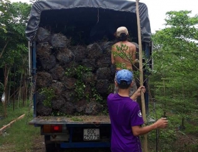 5/11/ giao 150 Bàng đài loan đk 5, 6cm về miền tây