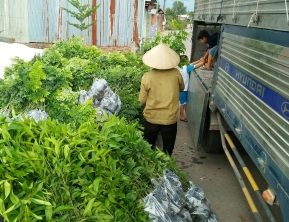 25/4/2020 giao 6000 cây sưa đỏ đi bình phước