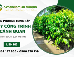 Tuấn Phượng cung cấp cây công trình cảnh quan cho các ủy ban, cơ quan nhà nước