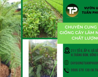 Chuyên cung cấp giống cây lâm nghiệp chất lượng tốt nhất Đồng Nai