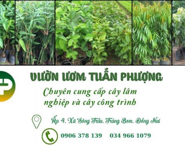 Quản lý chăm sóc vườn ươm (Vườn Ươm Tấn Phượng)