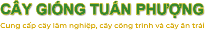 VƯỜN ƯƠM CÂY GIỐNG TUẤN PHƯỢNG