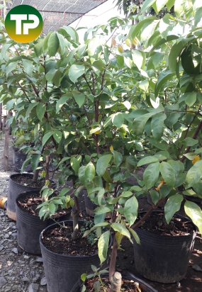 Cây khế chua, khế ngọt 