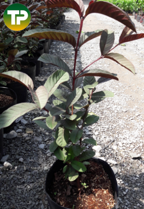 Cây ổi trái tím 