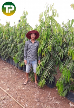 Cây hoàng nam 2 mét 