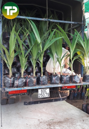 Cây dừa xiêm lùn 70cm