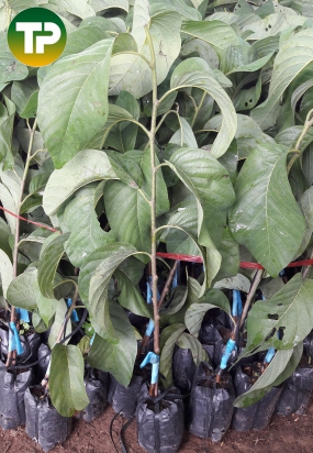 Mảng cầu na thái, na thái 