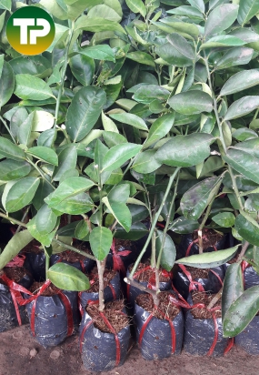 Chanh không hạt, chanh đà lạt 