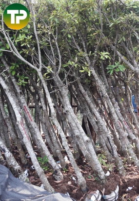 Lộc vừng đường kính 10cm, cây công trình 