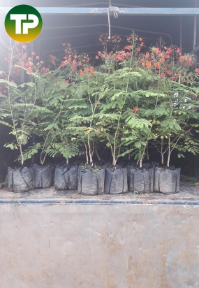 Cây điệp cúng, điệp bông đỏ