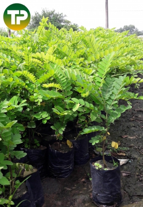 Cây muồng hoa đào 