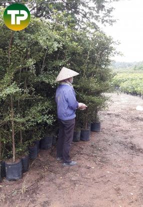 Cây Bàng Đài loan