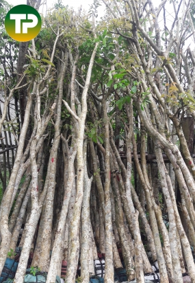 cây bằng lăng tím, cây công trình