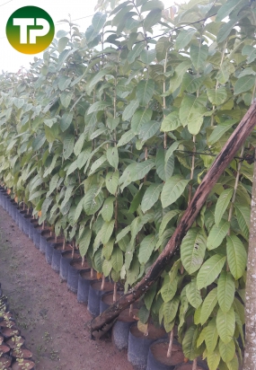 bằng lăng tím 2m 