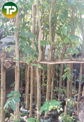 Bằng lăng đk 8, 9cm