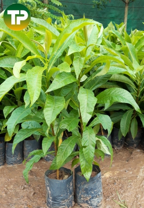 Cây sala giống, cây kỳ lân