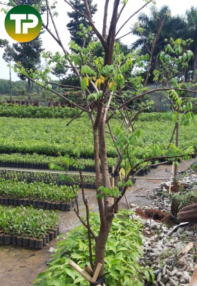 Khế chua đường kính 10cm