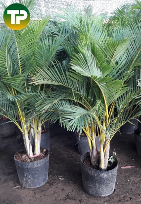 Cây cau vàng đài loan