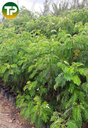 Cây điệp vàng, muồng bông vàng