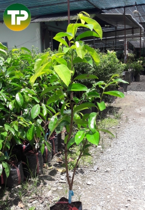 Cây mảng cầu xiêm thái