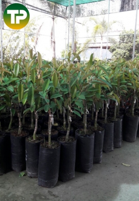 cây sầu riêng thái 