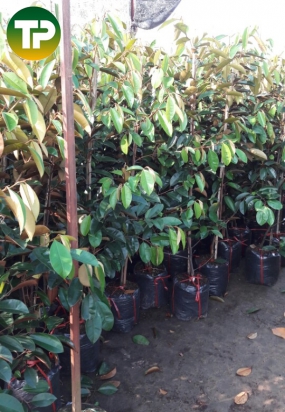 cây vú sữa lò rèn