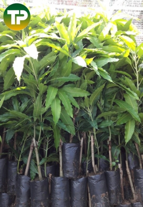 cây xoài cát hòa lộc