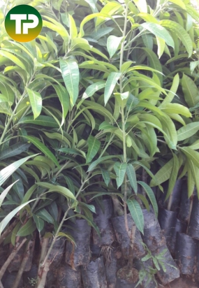 cây xoài đài loan