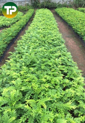 cây sưa đỏ. Huỳnh đàn