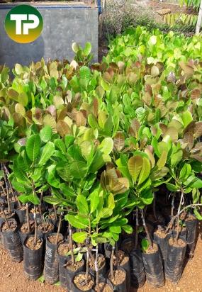 Điều ghép giống PN 1