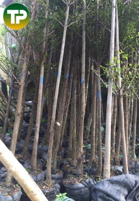 Bằng đài loan đường kính 7cm