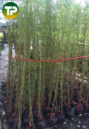  Cây Trúc quân tử 