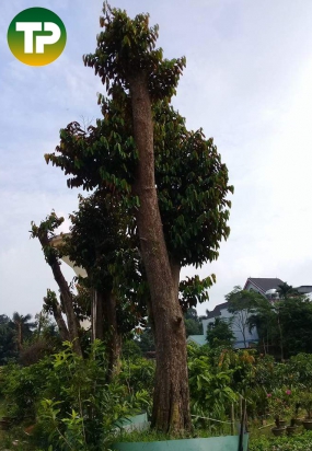 Vú sữa công trình