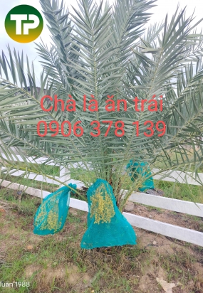 Cây Chà là giống