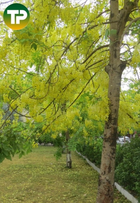 cây ôsaka vàng , muồng hoàng yến