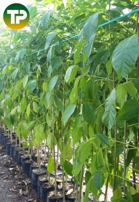 Cây kèn hồng giống