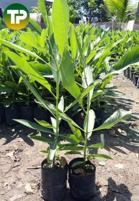 Cây Chuông Vàng Giống