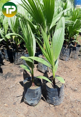 Cây Kè Mỹ giống